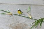 BANANAQUIT ON BAMBOO 2