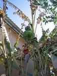 BANANAS