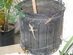 GATHERING OF GECKOS