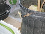 GECKOS 2