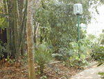 Garden path