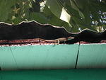 Gecko on eave 2