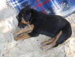 HALF MOON PUPPY