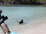Half Moon Bay fishing dog