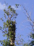 Kestrel 2 at Samsara
