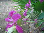 ORCHID TREE