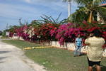 Westender Inn flowers #1