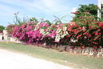 Westender Inn flowers #2