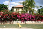 Westender Inn flowers #3