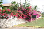 Westender Inn flowers #6