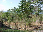 Clearing the valley
