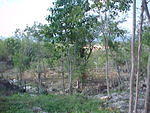 More clearing