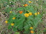 More Flowers