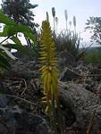 Flowering Aloe