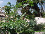 MVC_001F_006.jpg