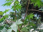 MVC_002F_007.jpg