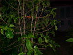 MVC_015F_011.jpg