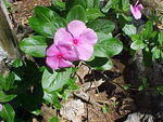 MVC_019F_011.jpg