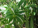 MVC_020F_008.jpg