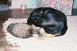 cat_dog.jpg