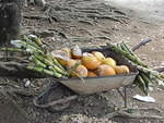 Sugar Cane & Coconut Water