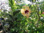 My favourite Hibiscus