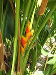 Red Green & Gold