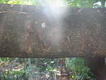 Ivan, the gwango tree that Ivan took down carved with its name 'IVAN' what else?