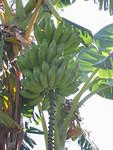 Frog Bananas