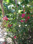 More flowers