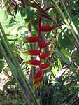Ginger Lily