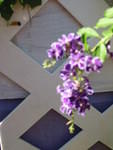 Beautiful climbers growing up the house