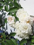 Roses, one of the flowers I miss from the UK