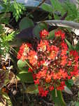 Lots of reds at this time of the year