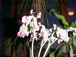  Thru. Mar.9th 2006