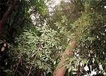 Road thru Fern Gully