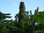 Mi Yard