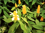 Flowers walking the path through Rondel Village