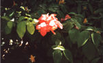 More flowers....