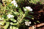 and more flowers!